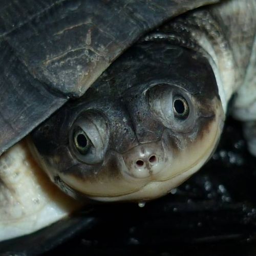 Tortue pelomedusa