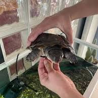 Tortue pelomedusa #2