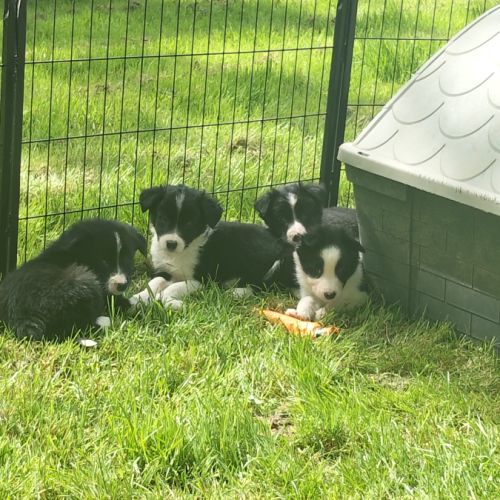 Chiots border collie #4