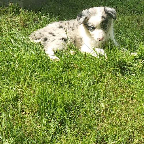 Chiots border collie #0