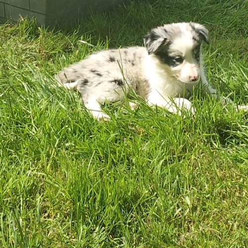 Chiots border collie #7