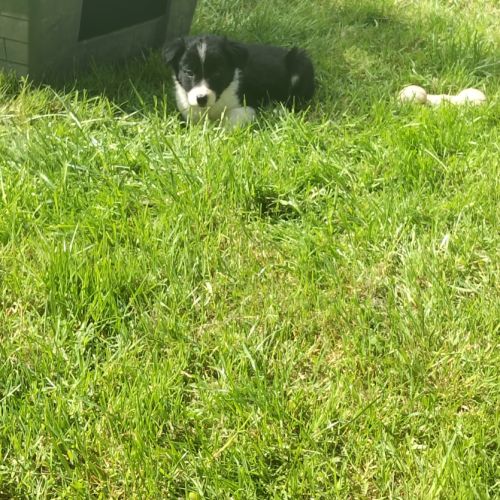 Chiots border collie #8