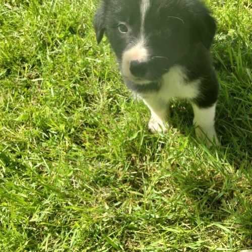 Chiots border collie #9