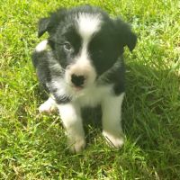 Chiots border collie #1