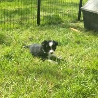 Chiots border collie #2