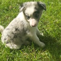 Chiots border collie #3