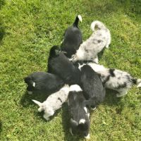 Chiots border collie #5
