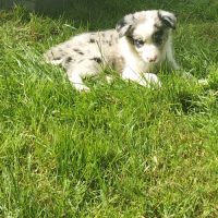 Chiots border collie