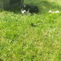 Chiots border collie #8