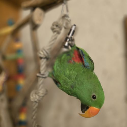 Perroquet eclectus élevé a la main #2