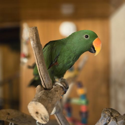 Perroquet eclectus élevé a la main #3