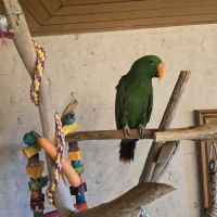 Perroquet eclectus élevé a la main #0