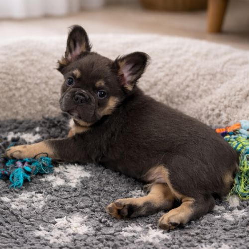Magnifiques bébés bouledogues français fluffy #4