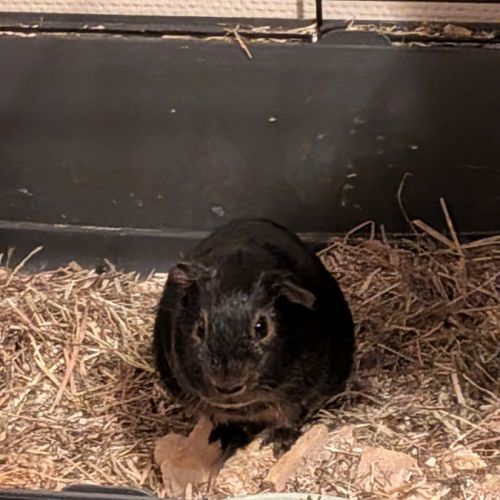 Cochon d'inde femelle de 5 mois