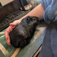 Cochon d'inde femelle de 5 mois #1