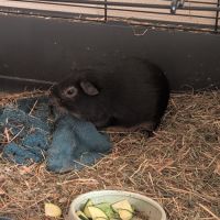 Cochon d'inde femelle de 5 mois #2