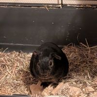 Cochon d'inde femelle de 5 mois #0