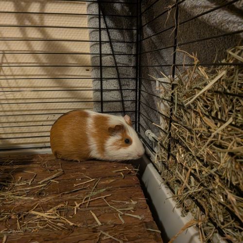 Cochon d'inde mâle stérilisé de 7mois #1