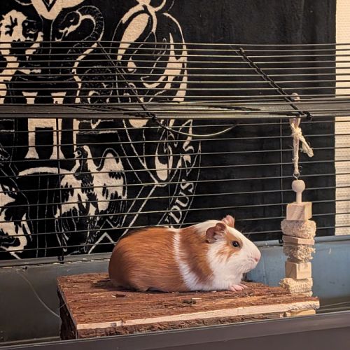 Cochon d'inde mâle stérilisé de 7mois #2