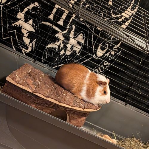 Cochon d'inde mâle stérilisé de 7mois #3