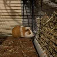 Cochon d'inde mâle stérilisé de 7mois #1