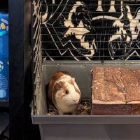 Cochon d'inde mâle stérilisé de 7mois #4