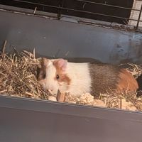 Cochon d'inde mâle stérilisé de 7mois