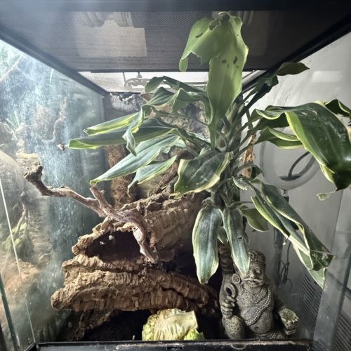 Geckos à crête + matériel #2