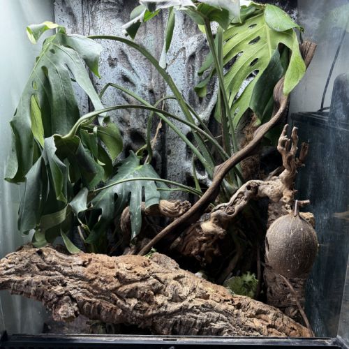 Geckos à crête + matériel #3