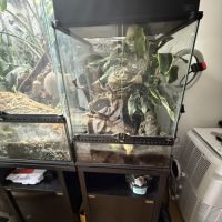 Geckos à crête + matériel #1