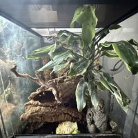 Geckos à crête + matériel #2