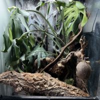 Geckos à crête + matériel #3