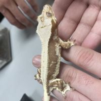 Geckos à crête + matériel #4