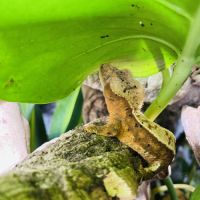 Geckos à crête + matériel #5