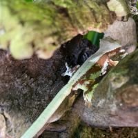 Geckos à crête + matériel