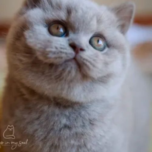 Superbe chaton mâle british shorthair lilas loof #0