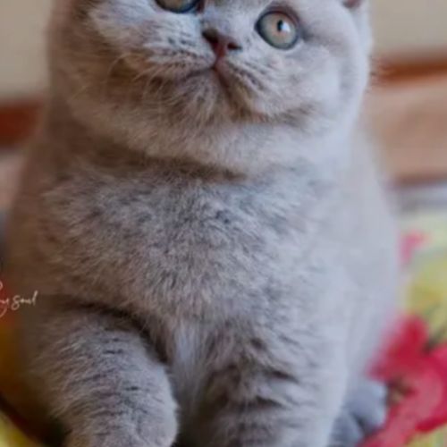 Superbe chaton mâle british shorthair lilas loof #3