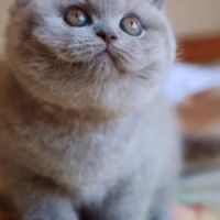 Superbe chaton mâle british shorthair lilas loof #1