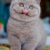 Superbe chaton mâle british shorthair lilas loof #4