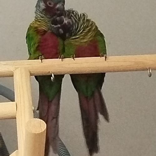 Conure emma #0
