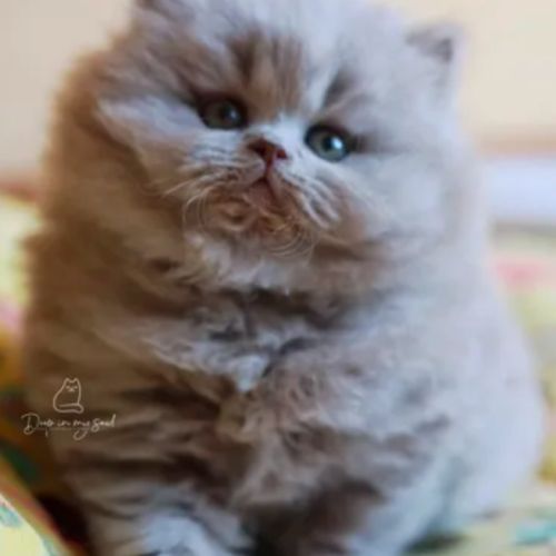 Superbe chaton femelle british longhair loof lilas #4