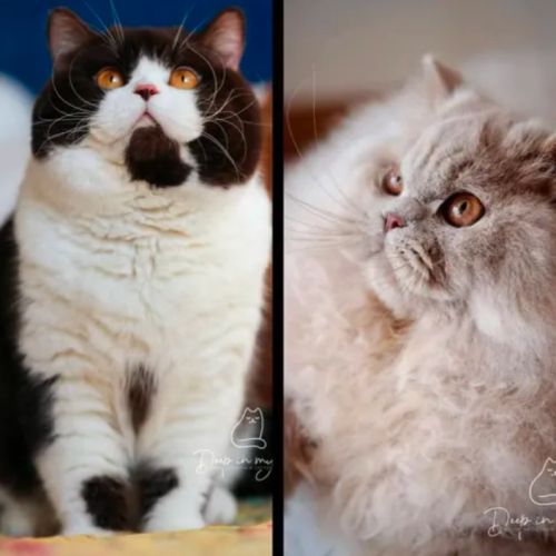 Superbe chaton femelle british longhair loof lilas #5