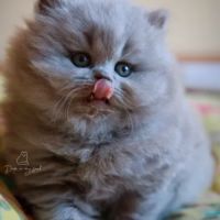 Superbe chaton femelle british longhair loof lilas #0