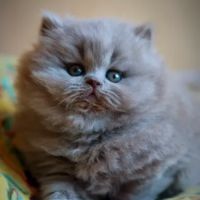 Superbe chaton femelle british longhair loof lilas #2