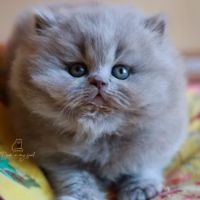 Superbe chaton femelle british longhair loof lilas #3