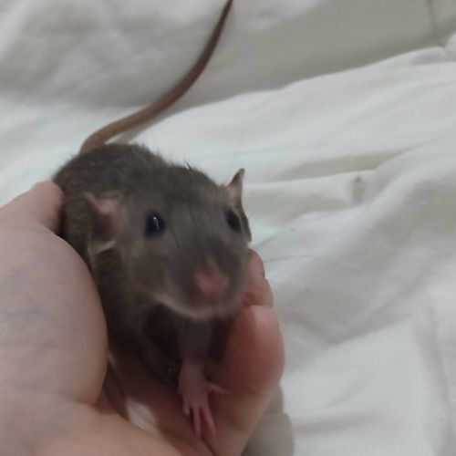 Rats normal et rat dwarf #1