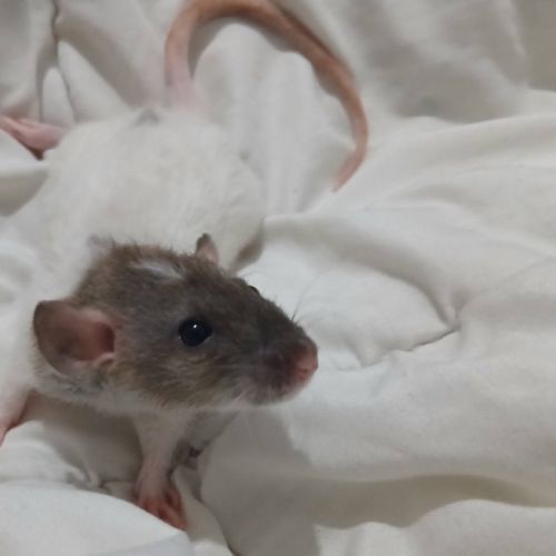 Rats normal et rat dwarf #2