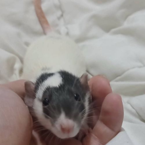 Rats normal et rat dwarf #3