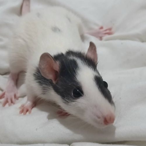 Rats normal et rat dwarf #4