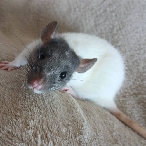 Rats normal et rat dwarf #6